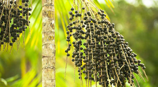 The Marvels of Antioxidants: Nature's Defense Against Free Radicals